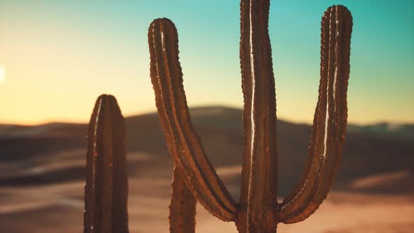 Saguaro Cactus on the Sonoran Desert in Arizona alt