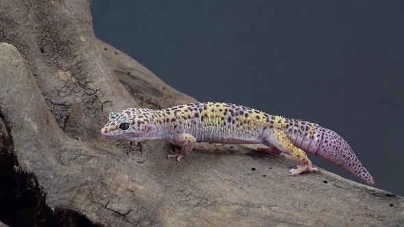 Leopard Gecko Standard Form, Eublepharis Macularius on Wooden Snag at Black Background in Studio alt