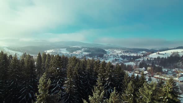 Flight Over Tall Fir Trees with a View of the Town in a Mountain Valley in Winter