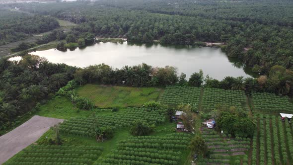 Agricultural farm beside pond  alt