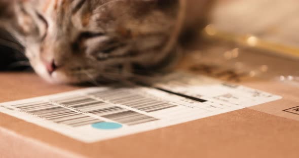 Wonderful Scenery Of Cat Sleeping On the top of Paper Box  - Slow Motion Shot alt