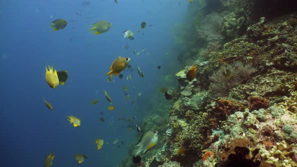 Coral Reef and Tropical Fish alt