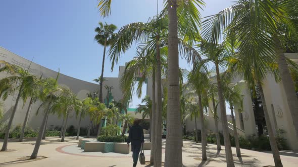 Palm trees near the Civic Center  in Beverly Hills alt