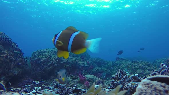 A 60 fps video of Anemone fish swimming about on a tropical reef in the Pacific Ocean alt
