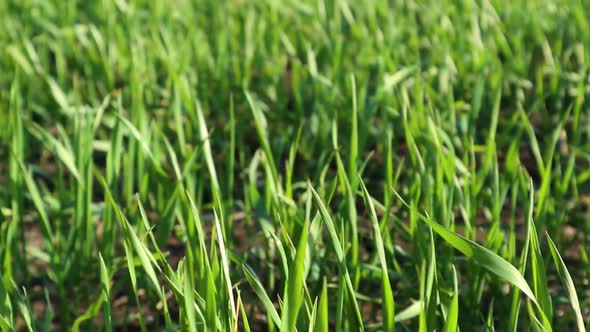 Young green wheat corn grass sprouts field closeup