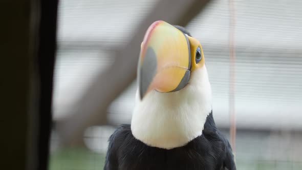 Toco Toucan, Ramphastos Toco, Also Known As the Common Toucan, Giant Toucan or Simply Toucan. alt