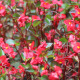 Begonia Field - VideoHive Item for Sale