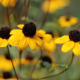 Rudbeckia Flowers Field - VideoHive Item for Sale