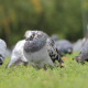 Pigeon in Autumn Park - VideoHive Item for Sale