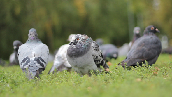 Pigeon in Autumn Park
