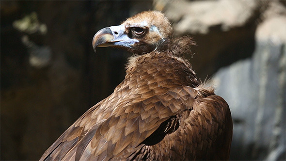Vulture alt