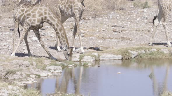 Giraffe Drinking Water