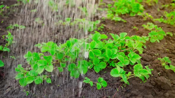 Watering the Bed with Growing Flowering Strawberries in the Vegetable Garden Closeup at Sunrise alt
