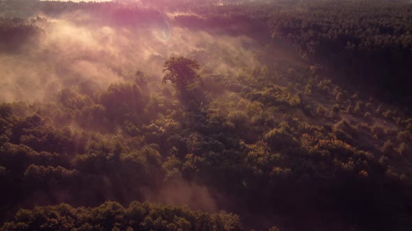 Beautiful aerial footage of one high tree standing in mist surrounded by many smaller trees around