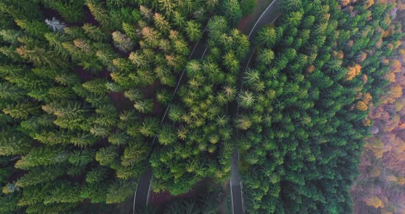 Overhead Aerial Top View Over Car Travelling on Hairpin Bend Turn Road in Countryside Autumn Forest