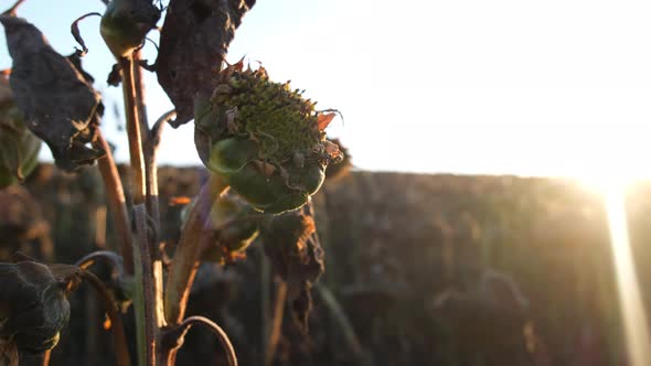 Landscape of Dried Sunflowers at Sunset alt