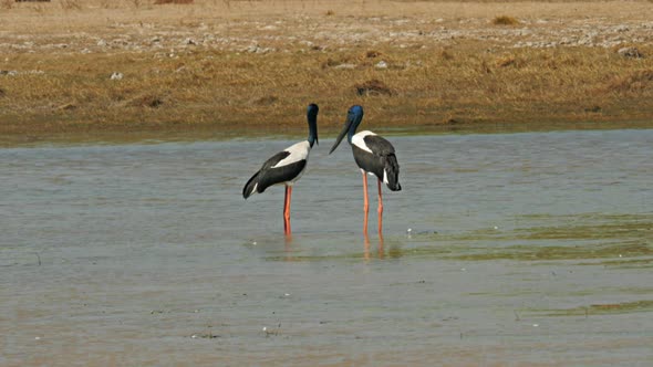 pair of black-necked stork standing in a billabong alt