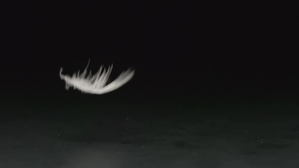 Macro - White feather falls on a black background