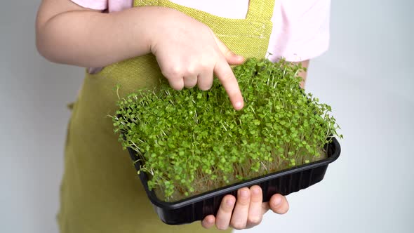 The Child Holds a Seedling of Micro Greens in His Hands and Examines the Sprouts alt