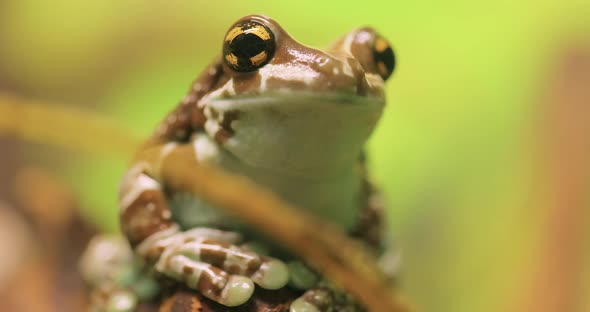 Mission Goldeneyed Tree Frog or Amazon Milk Frog Trachycephalus Resinifictrix alt