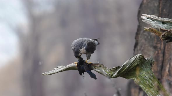 Peregrine Falcon Video Clip alt