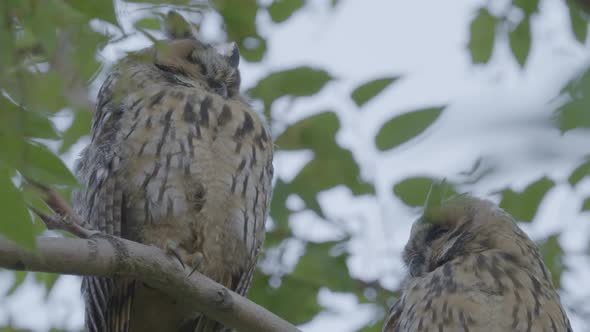 Long Eared Owls During the Day