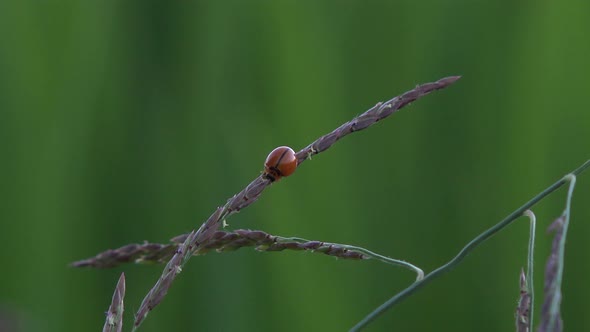 A small beetle on a blade of grass.