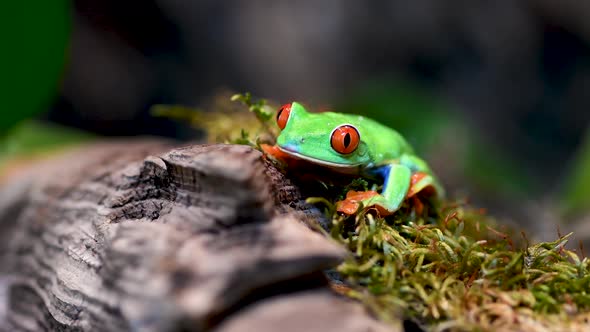 Red-eyed Tree Frog Video Clip 