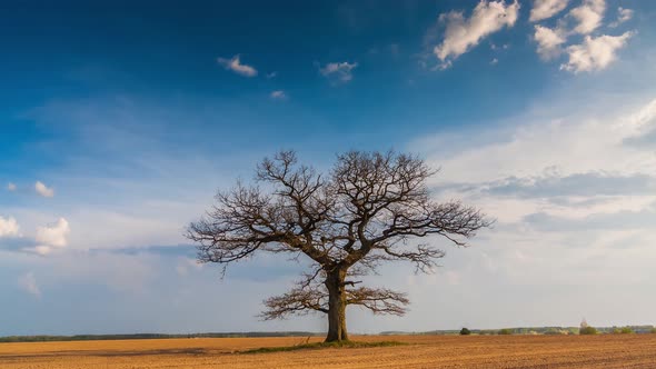 Timelapse Video of a Perfect Tree That Looks Like a Lungs
