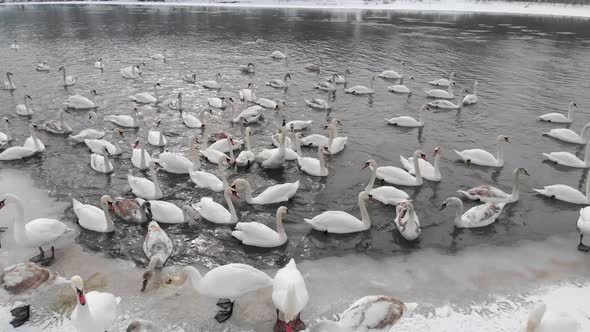 White Swans in Winter on the River