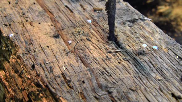 Wooden plank beam with rusted nails in it. Rotten with woodworms.