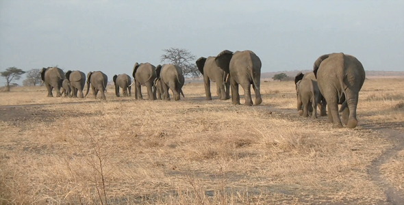 Elephants