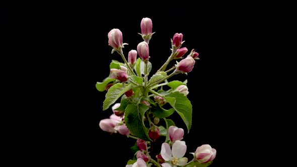 Time Lapse of Flowering Apple Tree on Light Pink Background