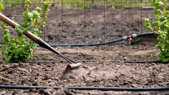 Close-up, Gardener Loosens Black Soil, Ground Using Raker in Vegetable ...