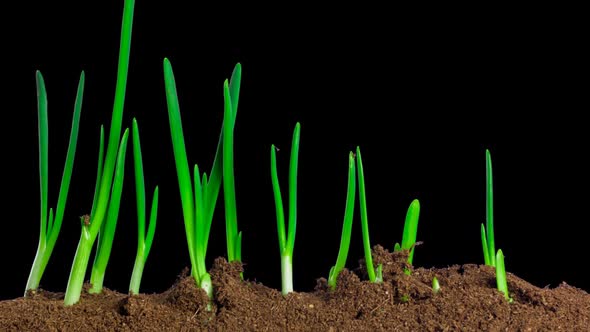 Growing onion Timelapse with alpha channel