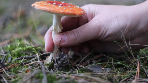 Picking a Toadstool