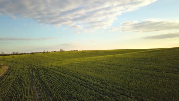 Aerial view of bright green agricultural farm field with growing rapeseed plants and cross country alt