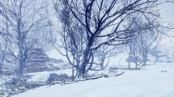 Winter Deciduous Forest on a Foggy Morning alt