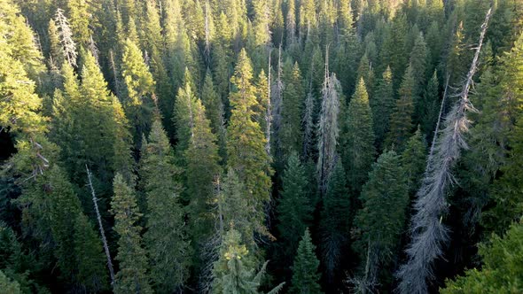 Flying over a forest in Oregon alt