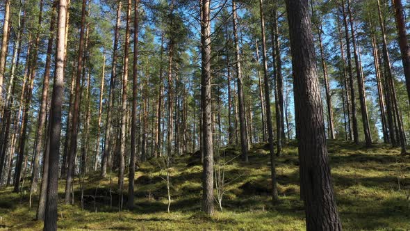Pine forest in the sunny day