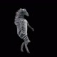 28 Zebra Dancing HD - VideoHive Item for Sale