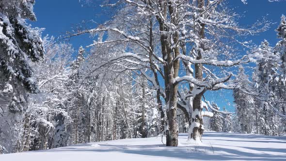 Flying in Fabulous Winter Forest alt