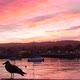 Seagull Bird Fishermans Wharf Pier Yacht Sail Boats in Monterey Marina Sunset - VideoHive Item for Sale