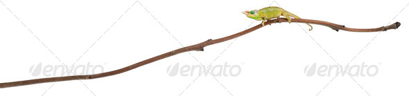 Mt. Meru Jackson's Chameleon - Stock Photo - Images