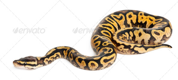 Female Pastel calico Python - Stock Photo - Images
