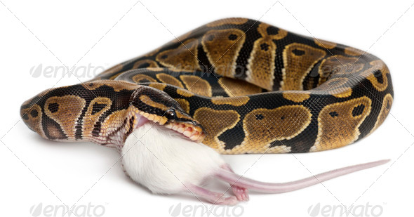 Royal Python or Ball Python - Python regius