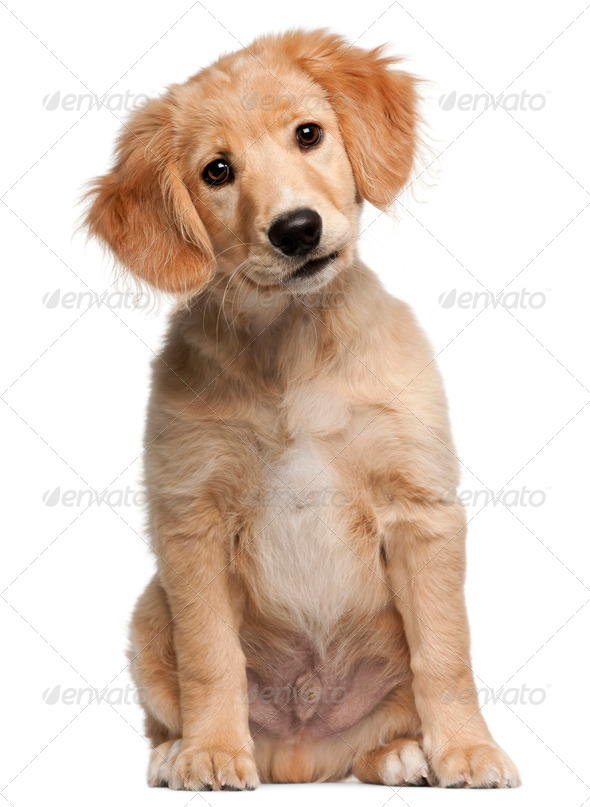 Mixed-breed puppy, 12 weeks old, sitting in front of white background - Stock Photo - Images
