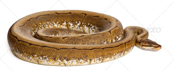 Spinner Python, Royal python, ball python, Python regius, 2 years old, in front of white background - Stock Photo - Images