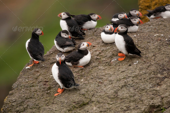 Atlantic Puffin or Common Puffin, Fratercula arctica, on Mykines, Faroe Islands - Stock Photo - Images
