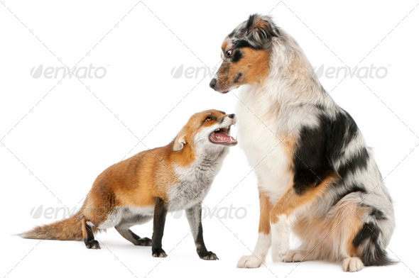 Red Fox - Stock Photo - Images